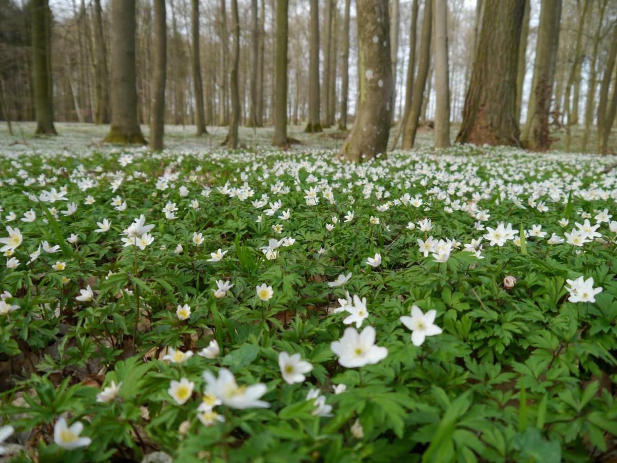 Ferienhaus-Uckermarkblick Rosenow  Экстерьер фото